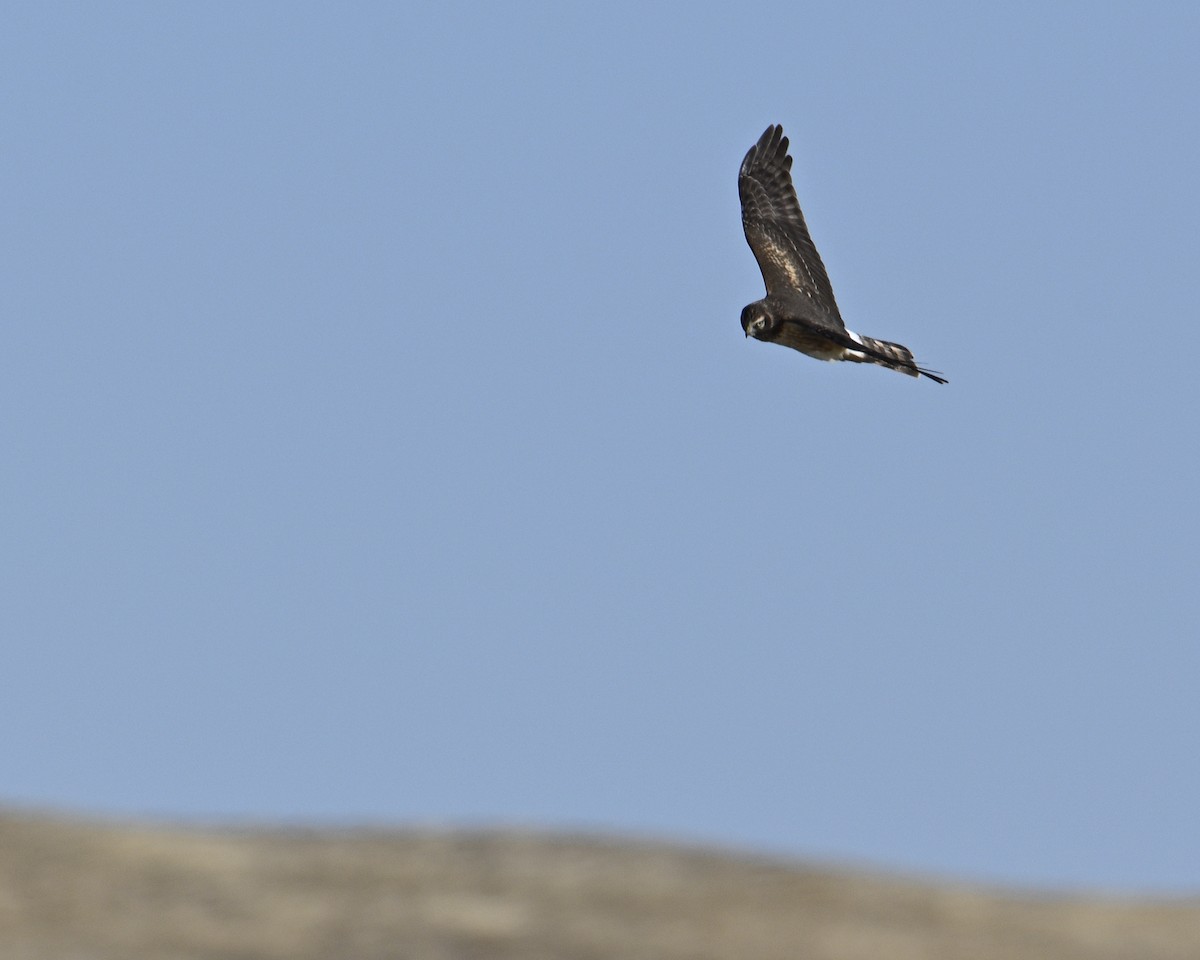 Aguilucho de Hudson - ML612352086