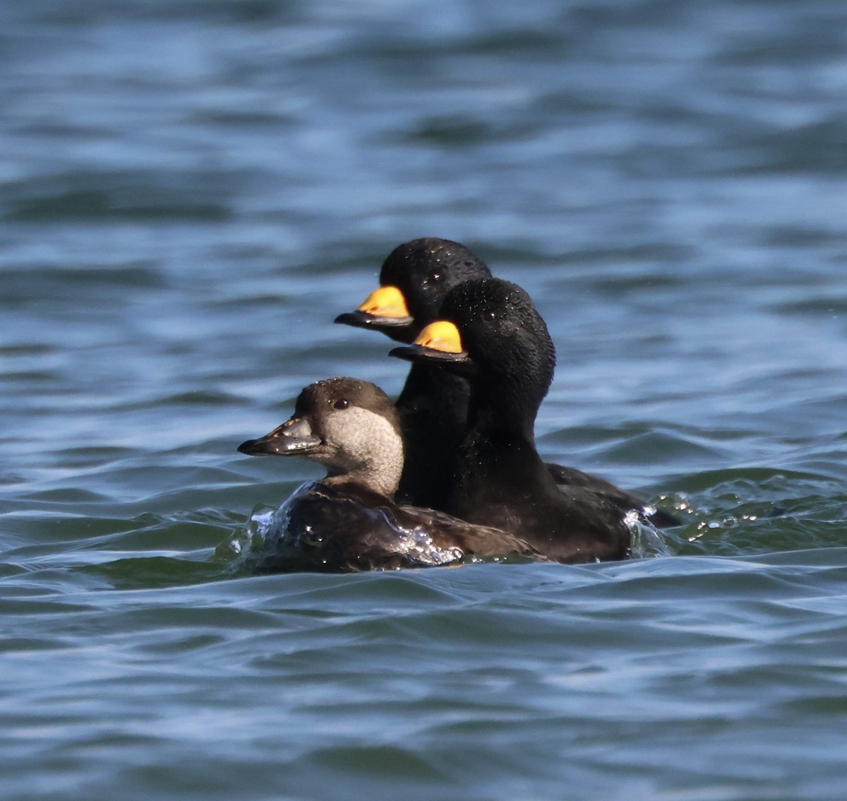 Black Scoter - Lee Anne Beausang