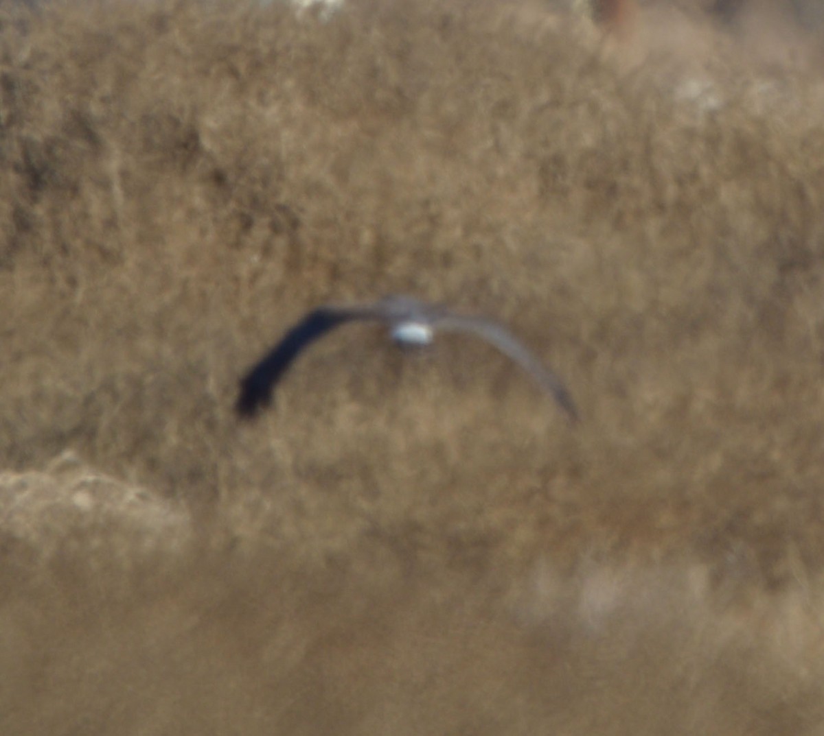 Northern Harrier - ML612352118