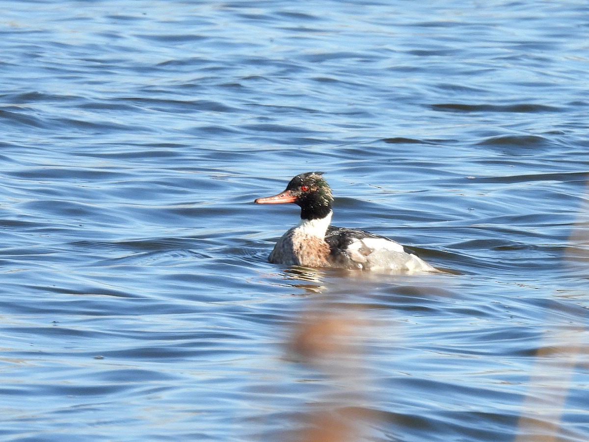 Red-breasted Merganser - Jud Santos