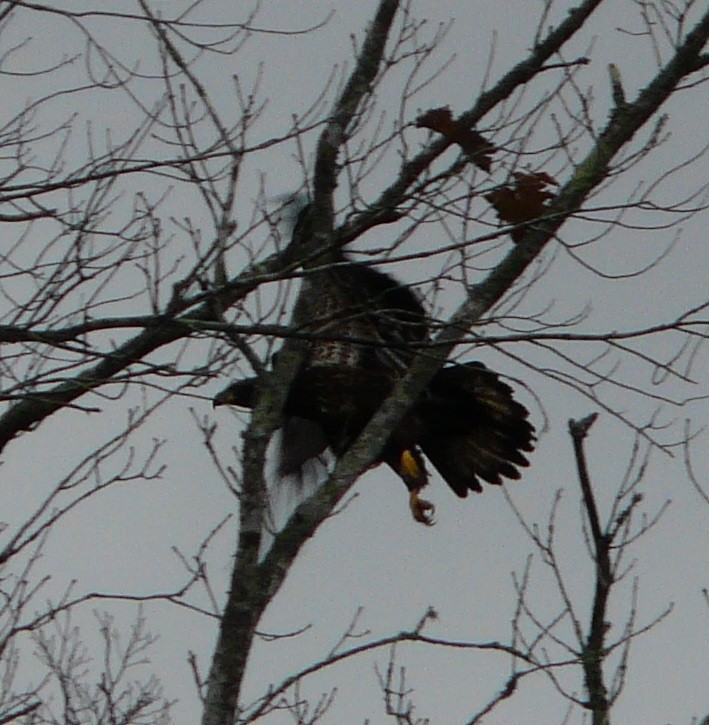 Bald Eagle - ML612352225