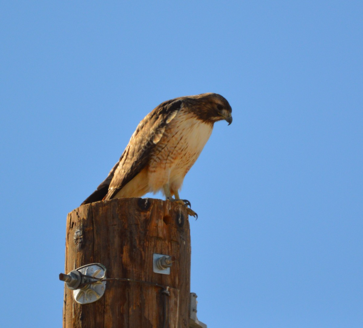 Red-tailed Hawk - Carol Collins