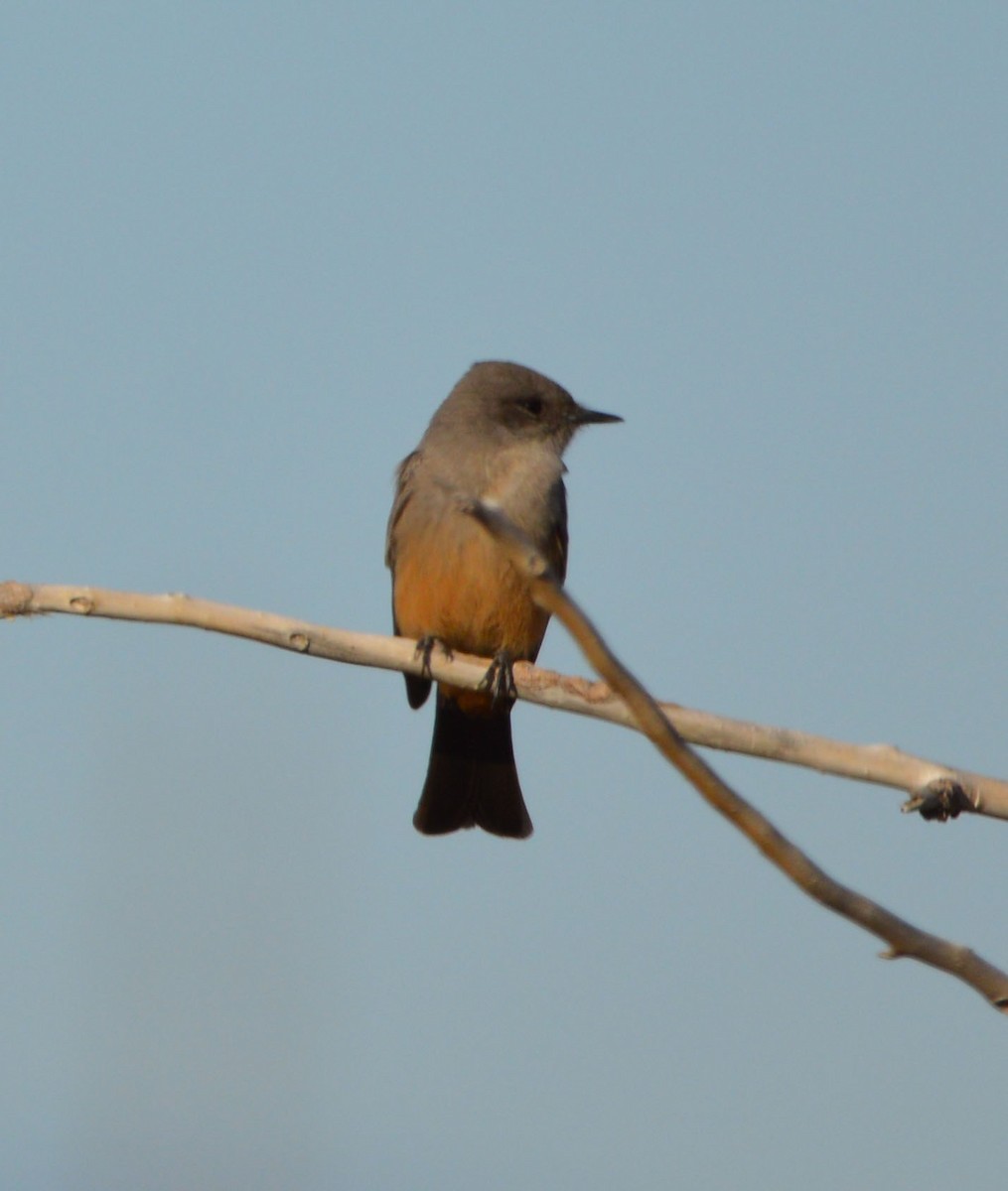 Say's Phoebe - Carol Collins