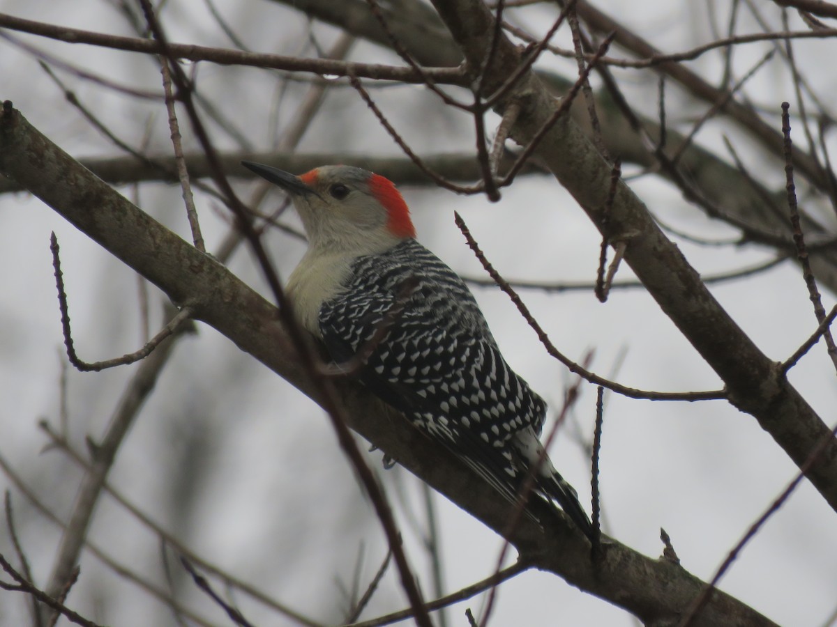 Red-bellied Woodpecker - ML612352354