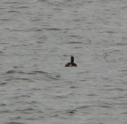 Pied-billed Grebe - ML612352370