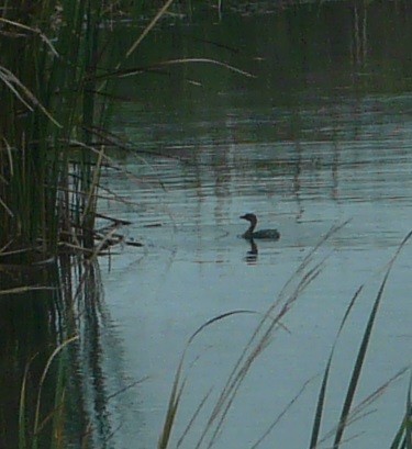 Pied-billed Grebe - ML612352375