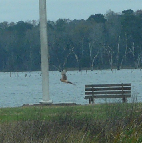 Northern Harrier - ML612352384