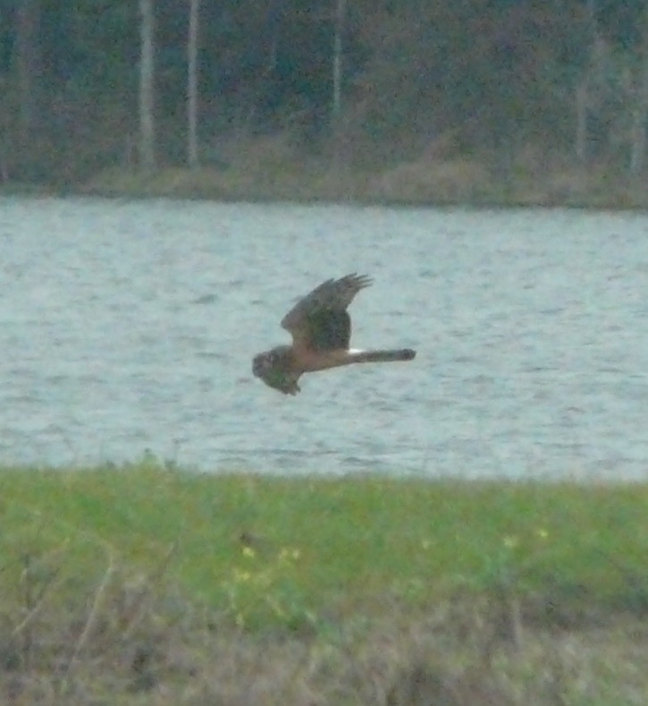 Northern Harrier - ML612352387