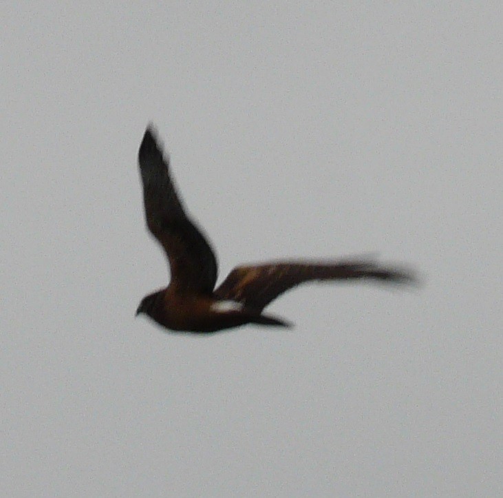 Northern Harrier - ML612352389