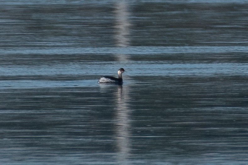 Eared Grebe - Ana Amaral