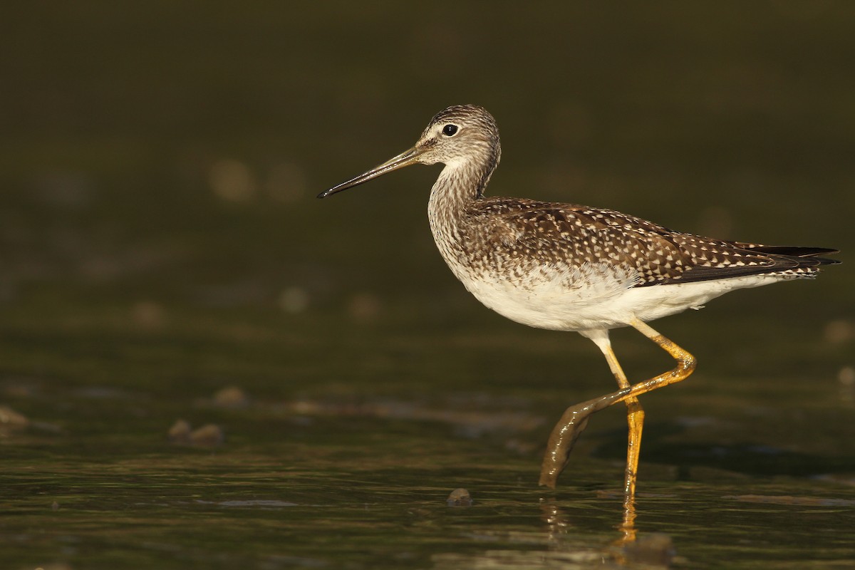 Greater Yellowlegs - ML61235261