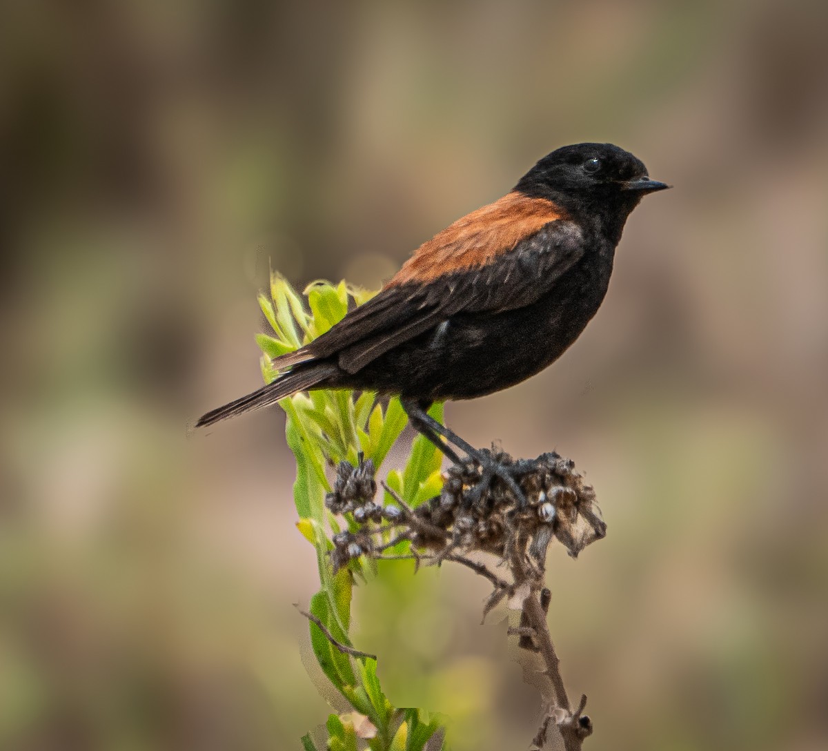 Negrito Austral - ML612352641