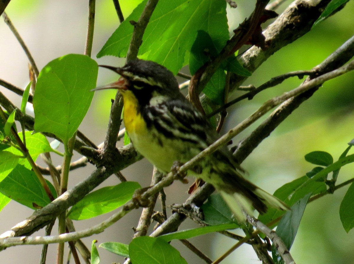 Yellow-throated Warbler - Eric Haskell