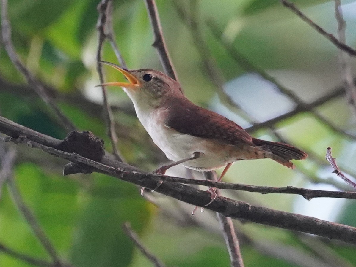 House Wren (St. Lucia) - ML612352725