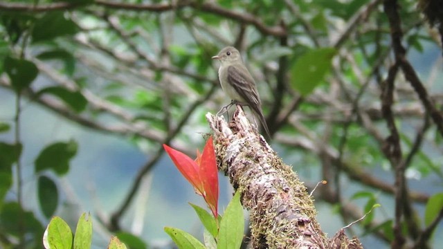 Western Wood-Pewee - ML612352740