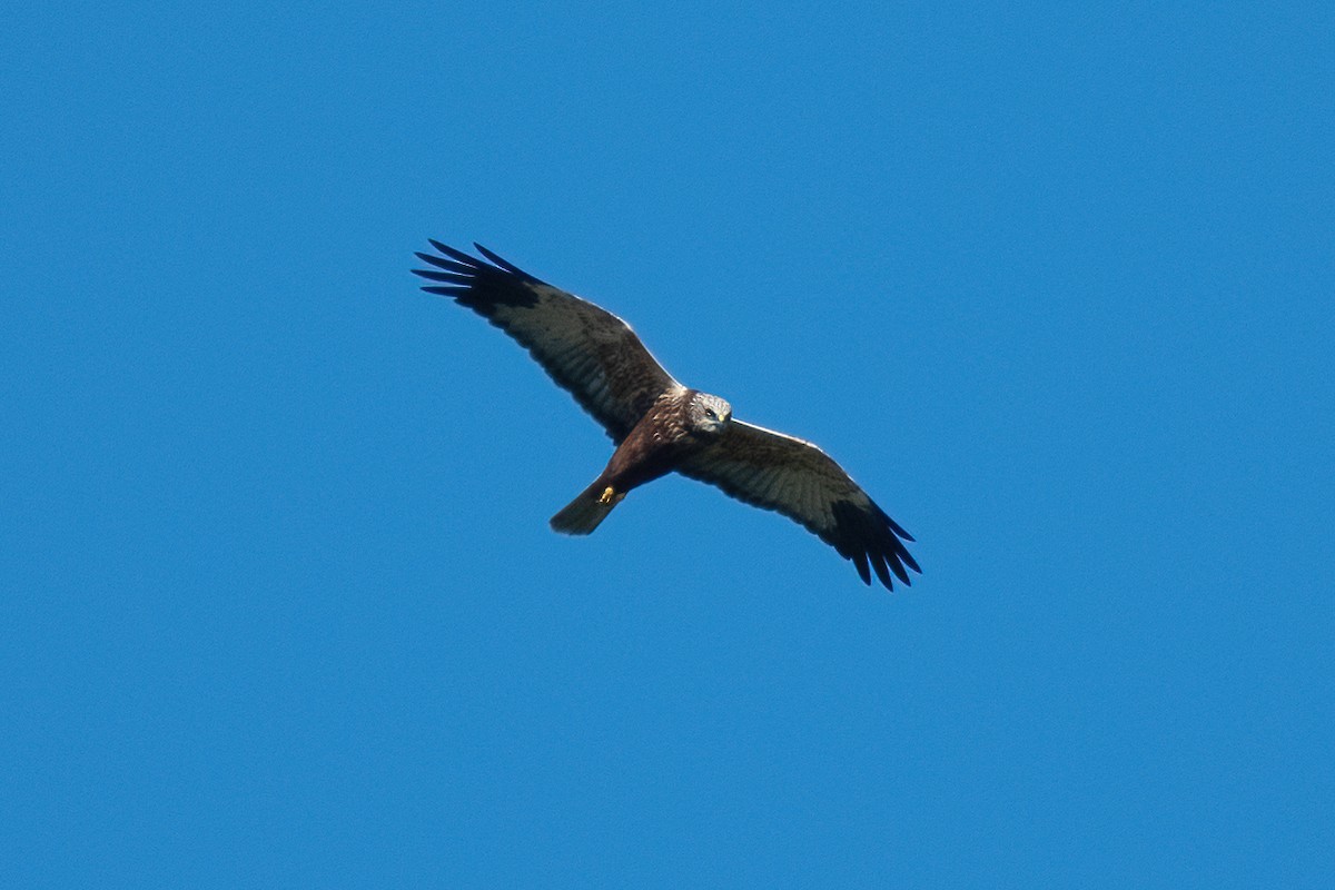 Western Marsh Harrier - ML612352782