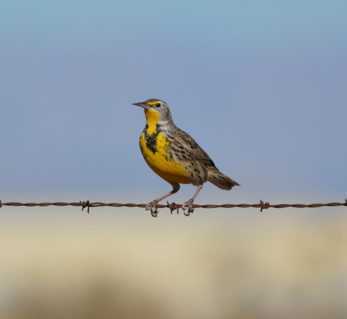 Western Meadowlark - ML612352799