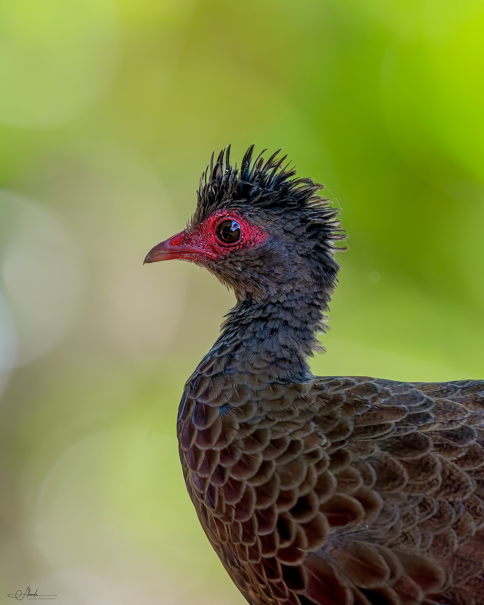 Red Spurfowl - skanda sn