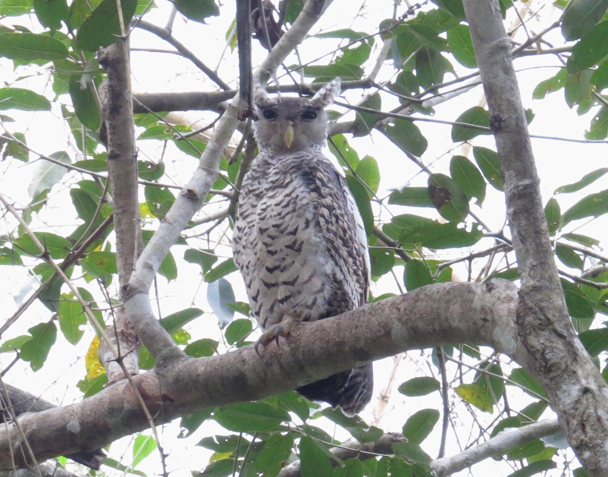 Spot-bellied Eagle-Owl - ML612352851