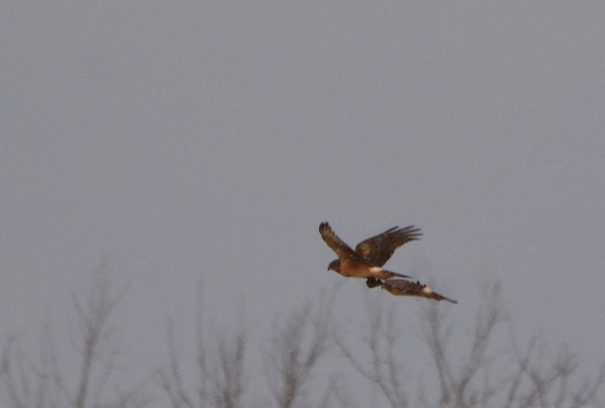 Northern Harrier - ML612352878