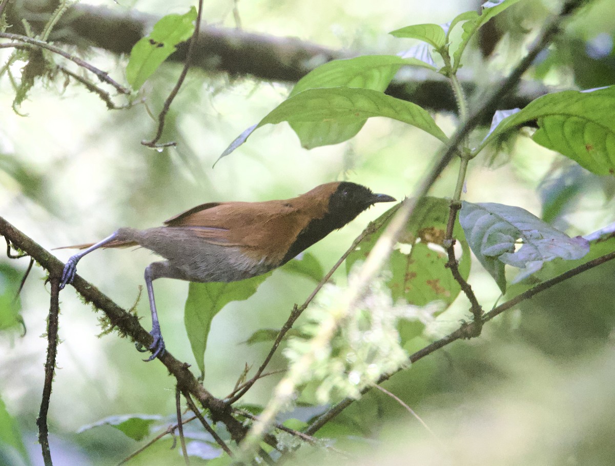 Black-faced Rufous-Warbler - ML612352904