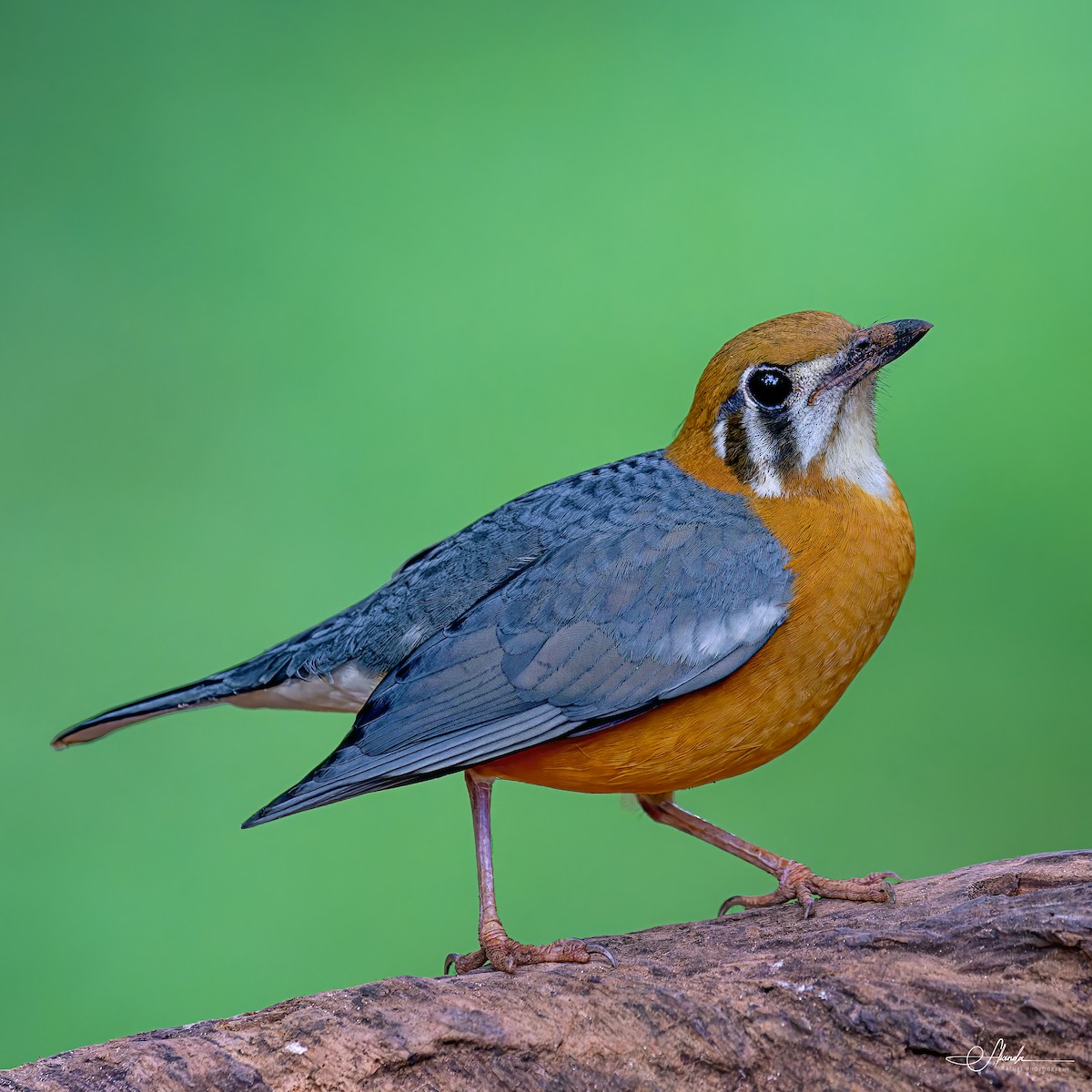 Orange-headed Thrush - ML612352912