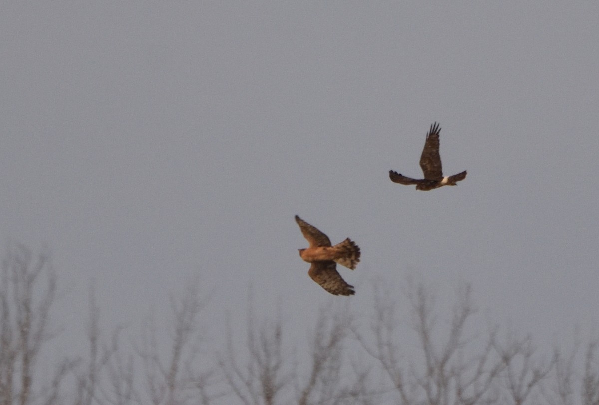 Northern Harrier - ML612352934