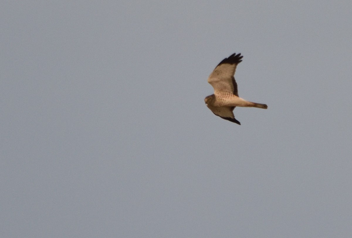 Northern Harrier - ML612353047
