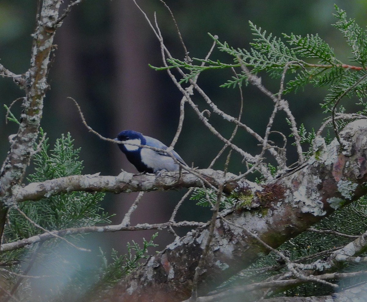 Cinereous Tit - ML612353085