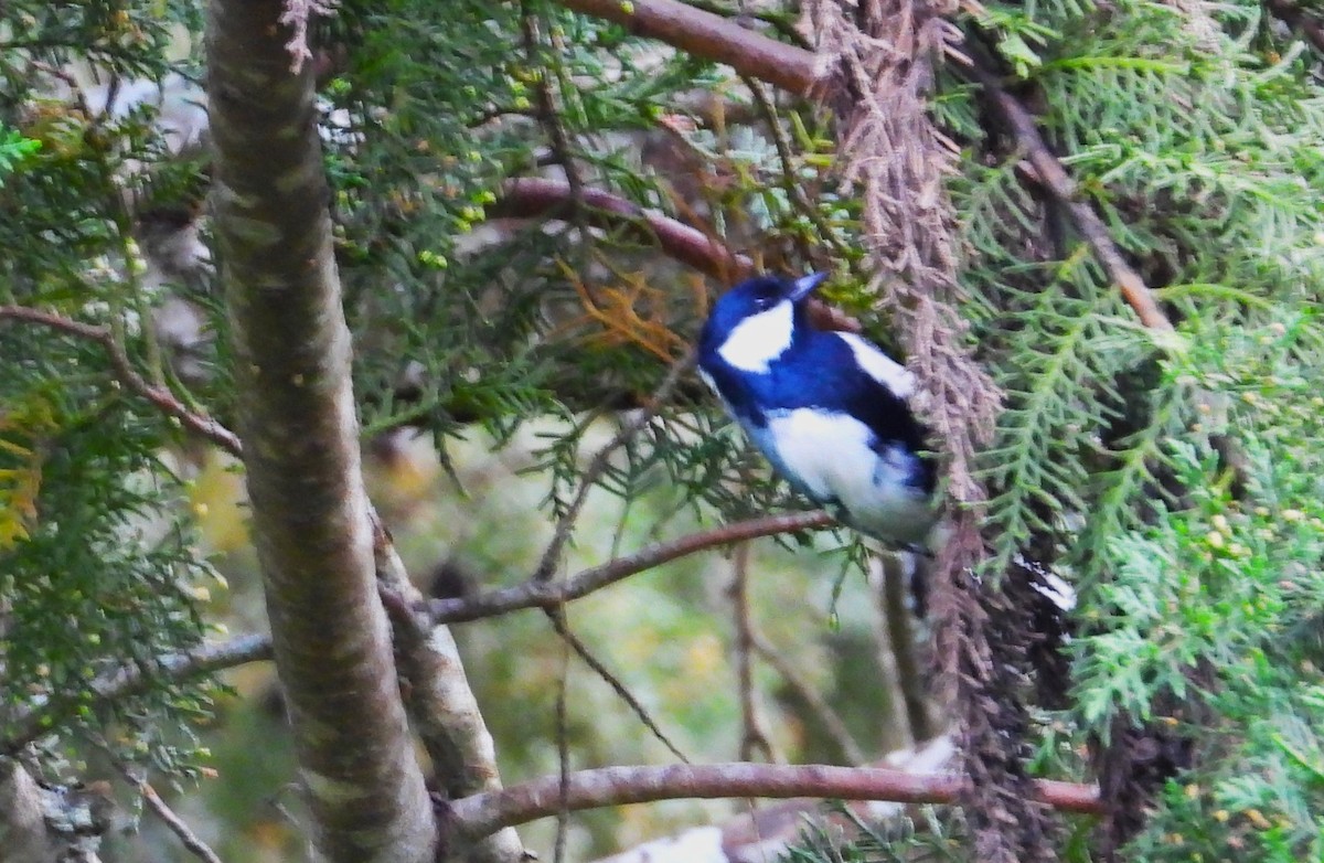 Cinereous Tit - Morten Winther Dahl