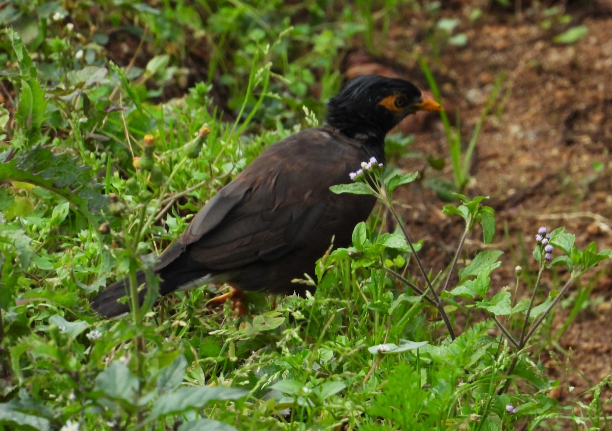 Common Myna - Morten Winther Dahl