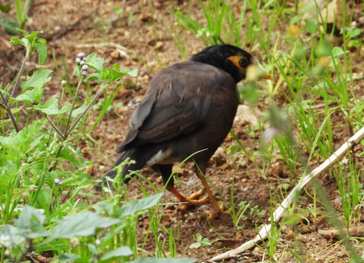 Common Myna - Morten Winther Dahl