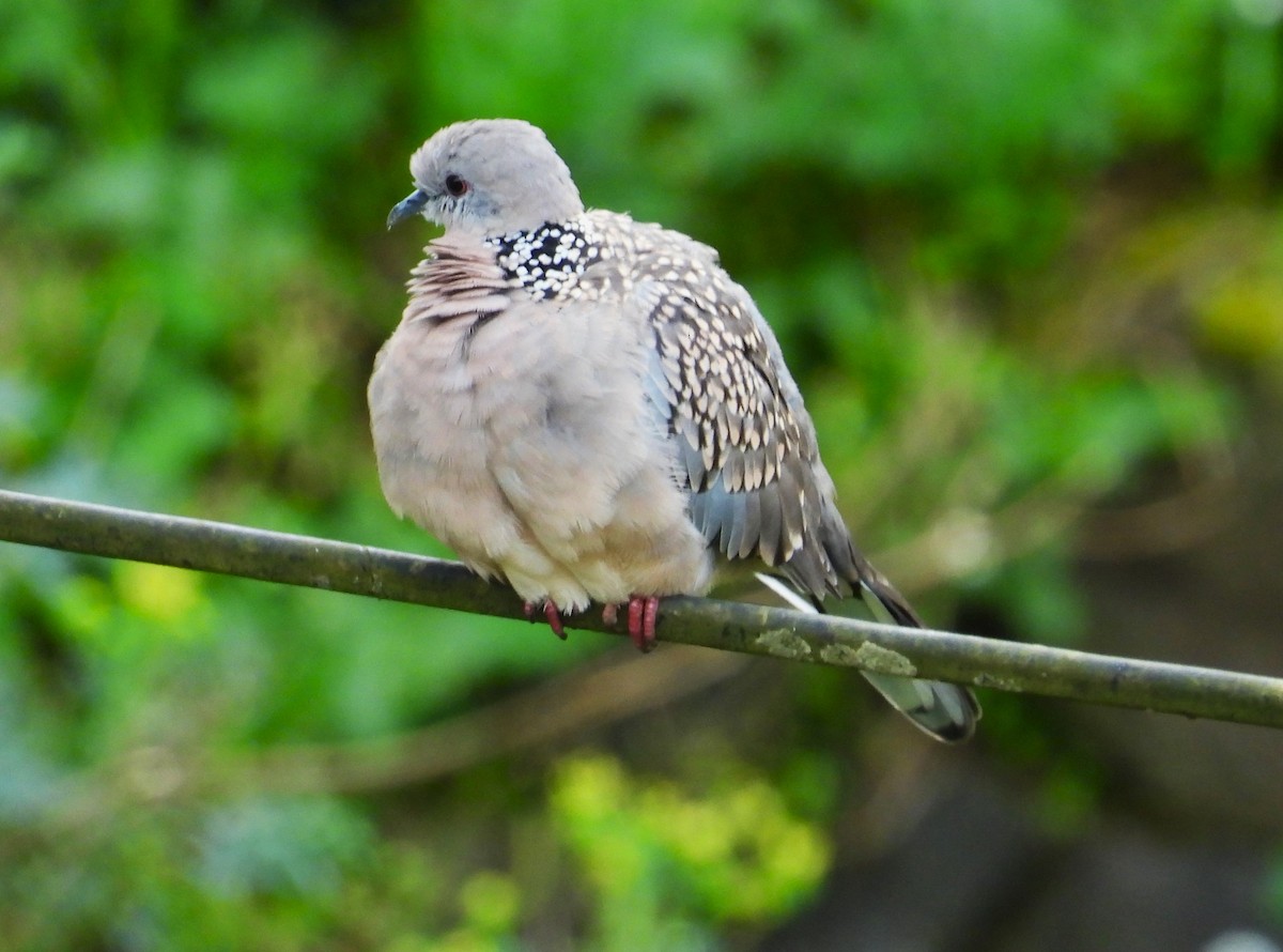 珠頸斑鳩 - ML612353172