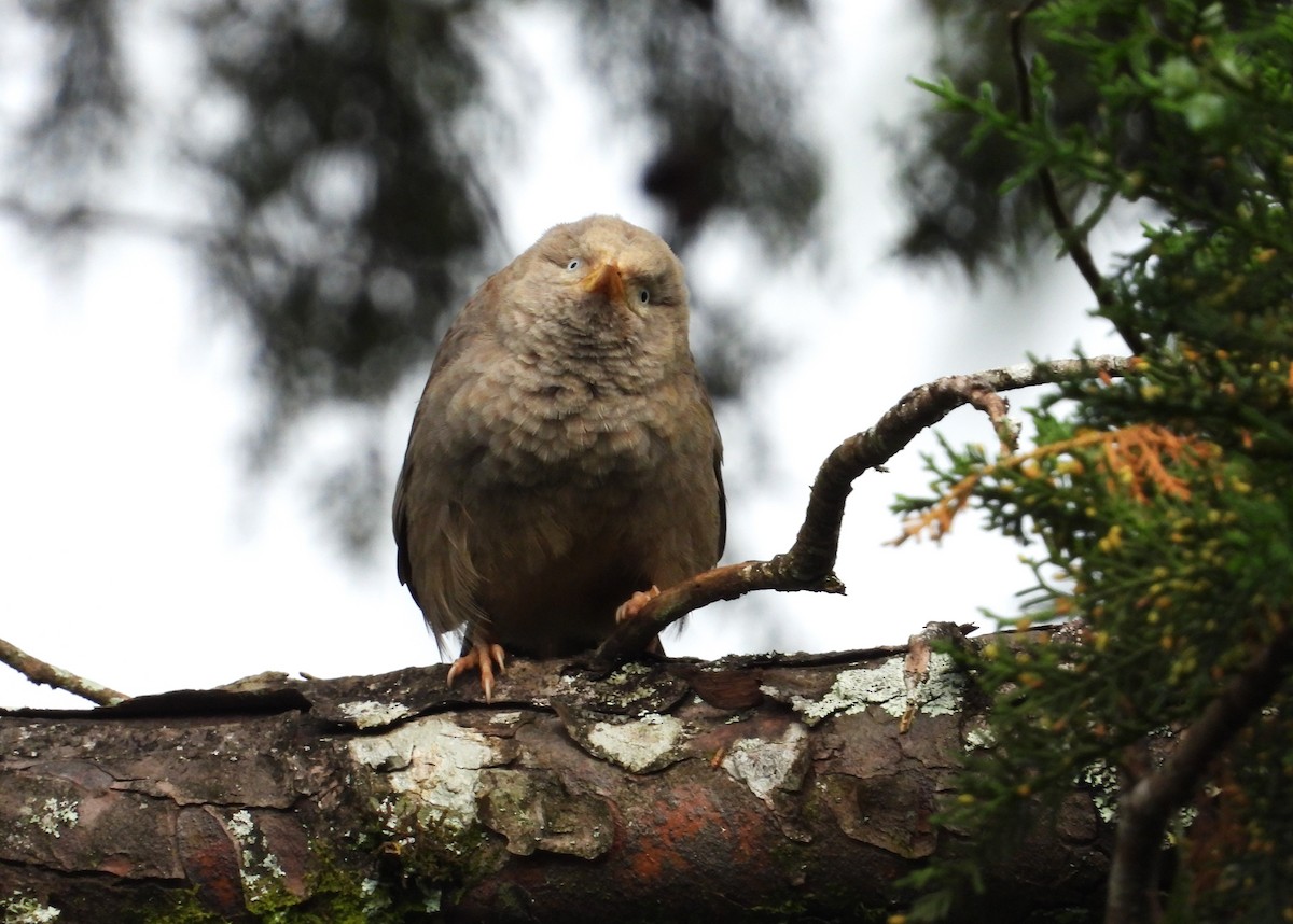 Yellow-billed Babbler - Morten Winther Dahl