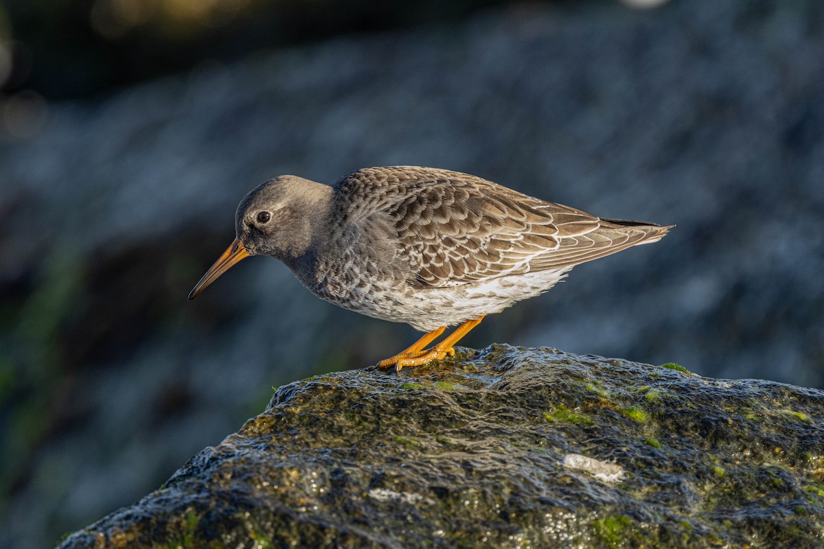 Purple Sandpiper - ML612353325