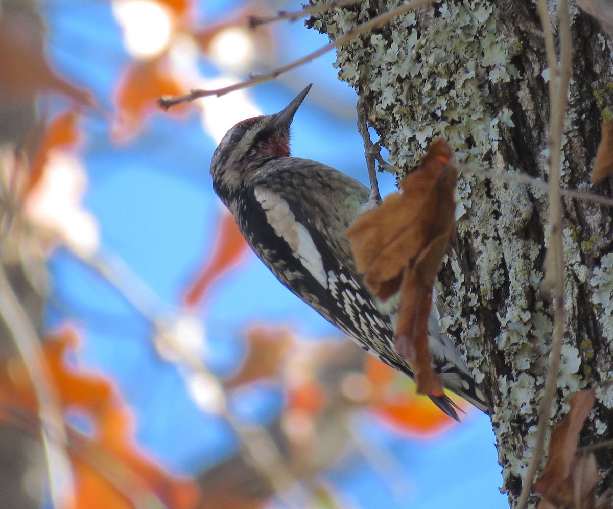 Yellow-bellied Sapsucker - ML612353331