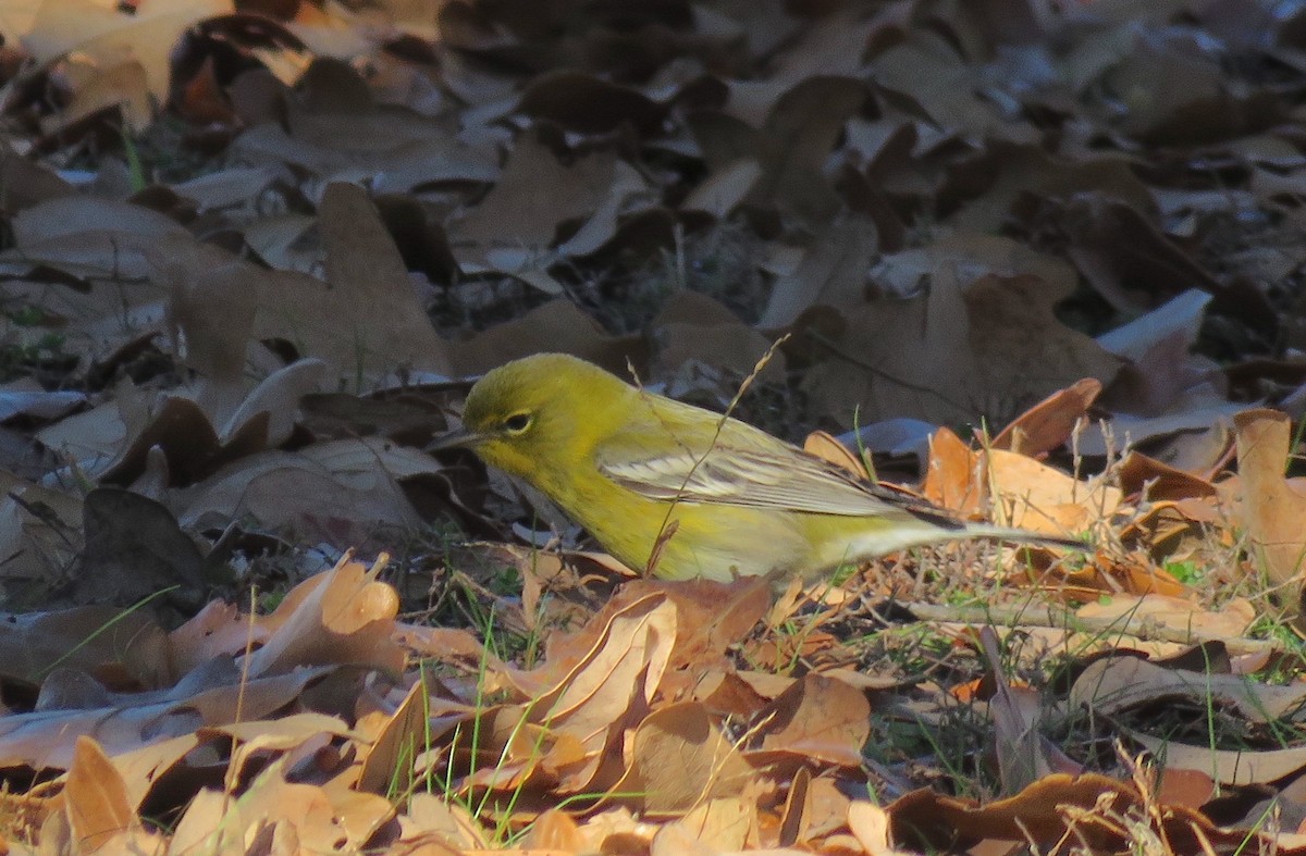 Pine Warbler - ML612353333