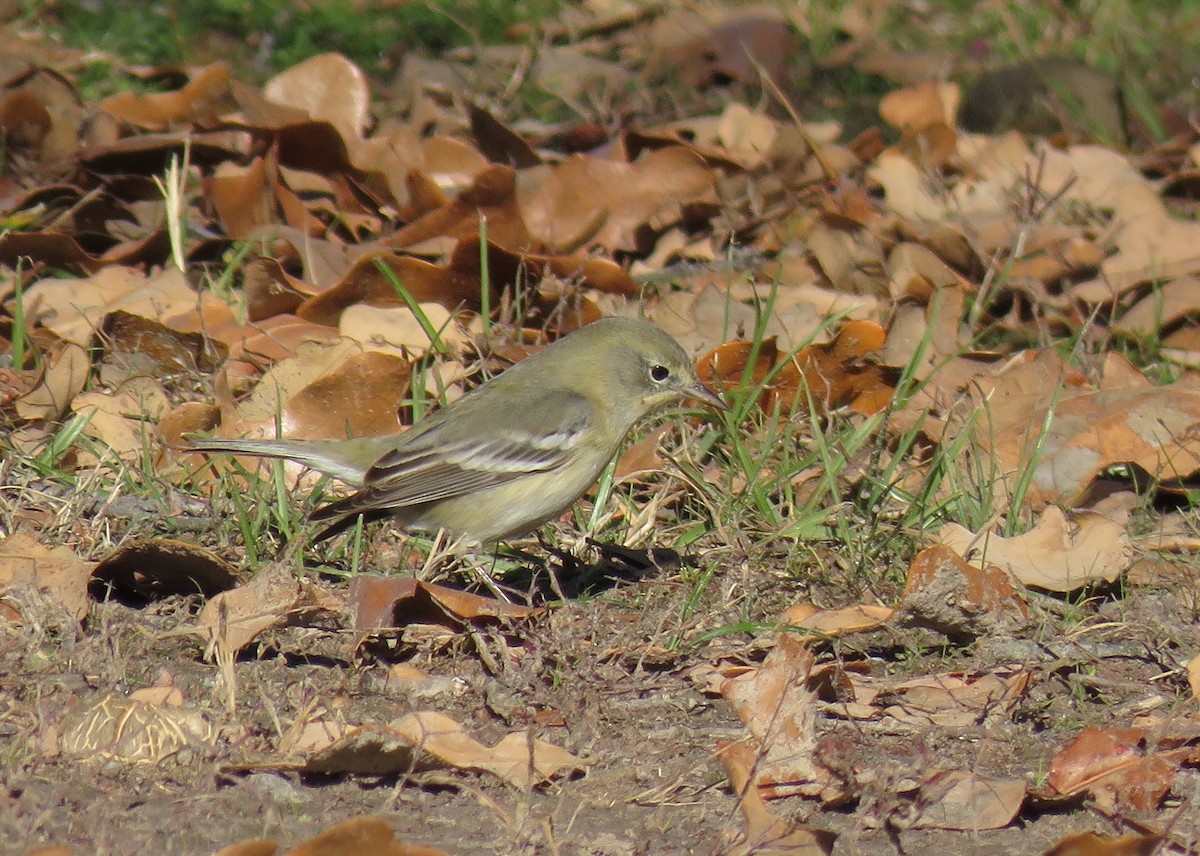 Pine Warbler - David Dowell