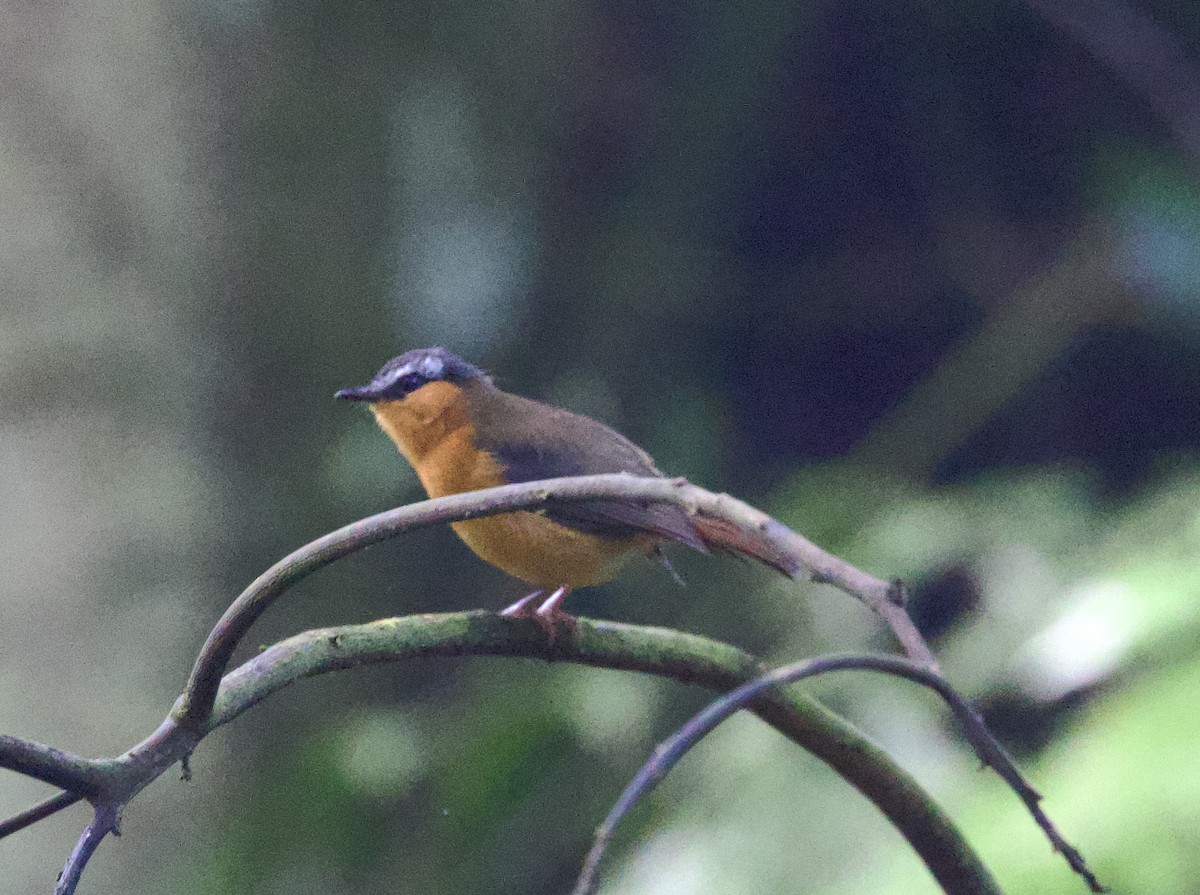 Gray-winged Robin-Chat - ML612353405