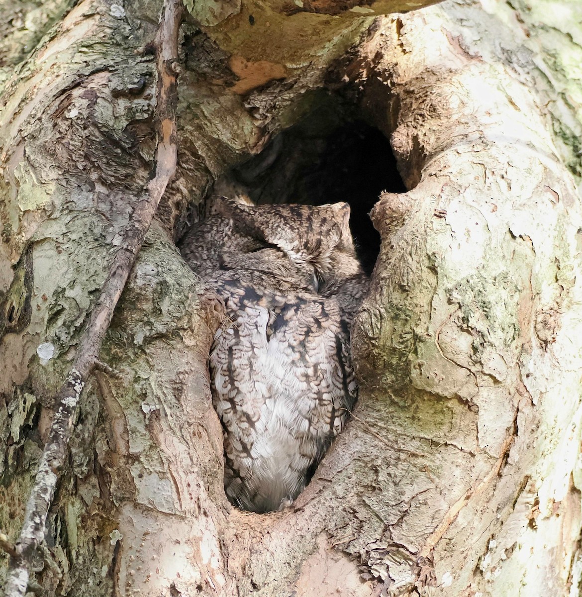 Western Screech-Owl - Conrad Dark