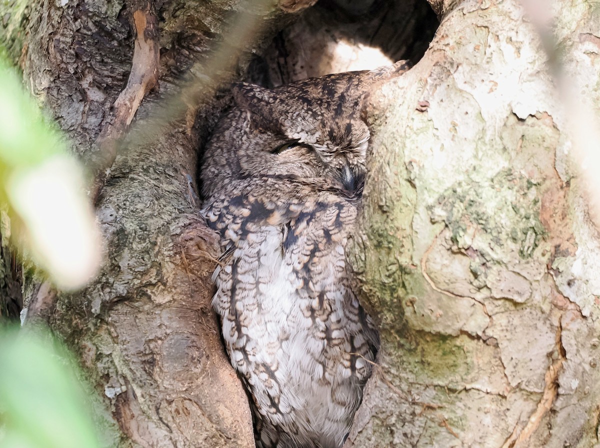 Western Screech-Owl - Conrad Dark