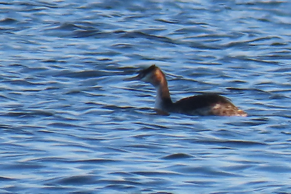 Great Crested Grebe - Luís Manuel Silva