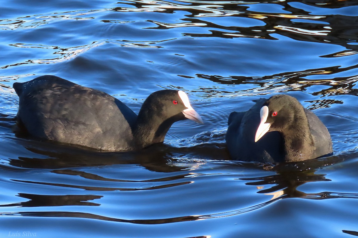 Eurasian Coot - ML612353514