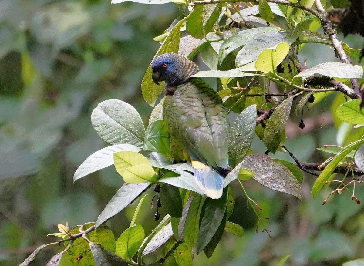 St. Lucia Parrot - ML612353522