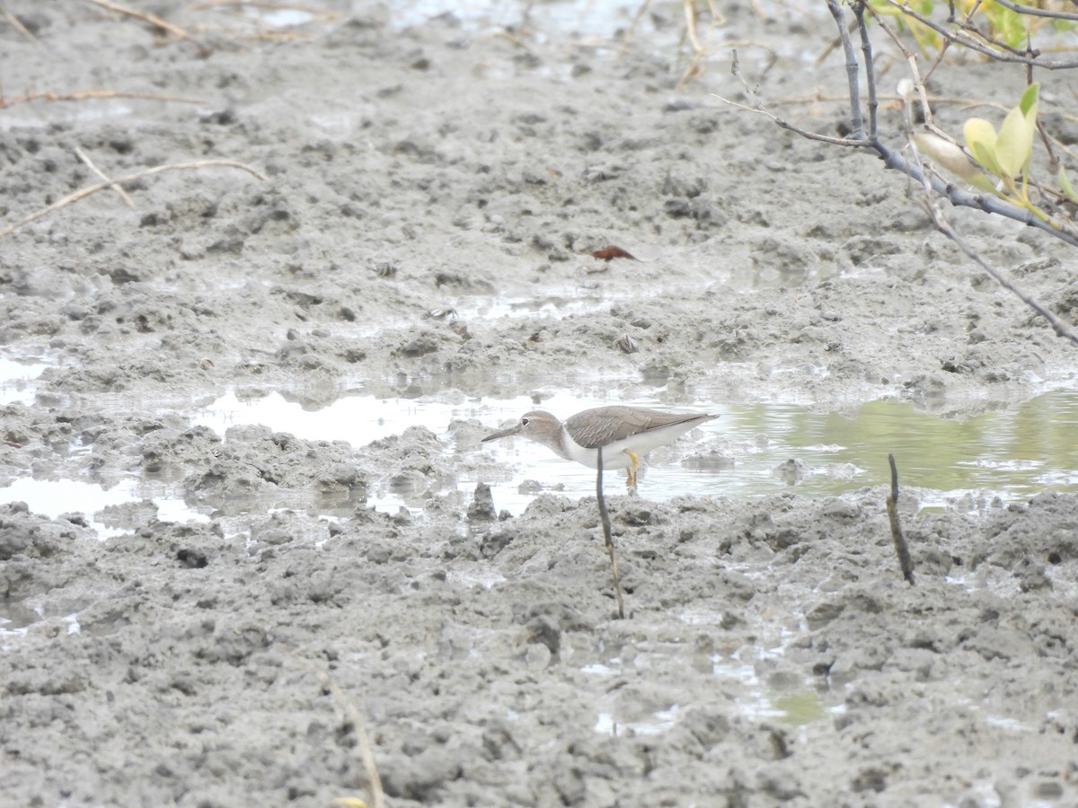 Spotted Sandpiper - ML612353529