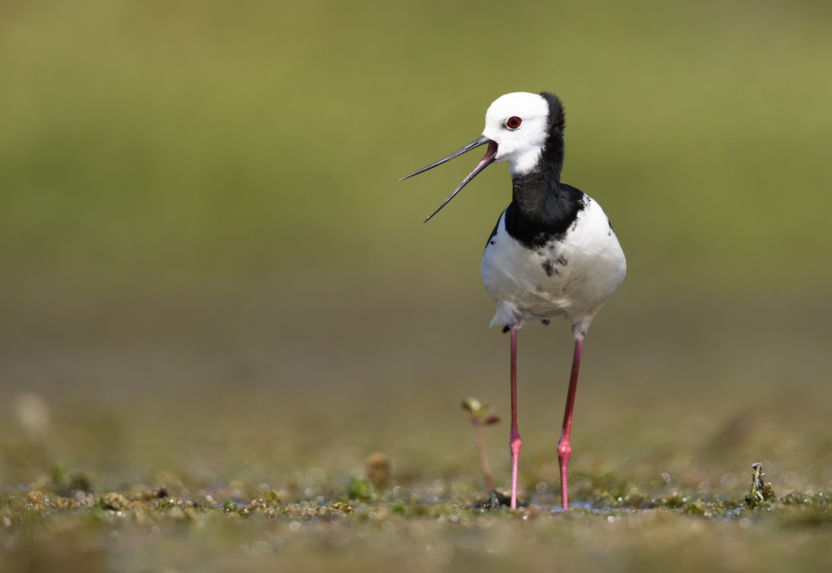 Pied x Black Stilt (hybrid) - ML612353541