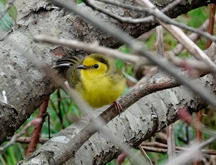 Hooded Warbler - Lindsey Schromen-Wawrin