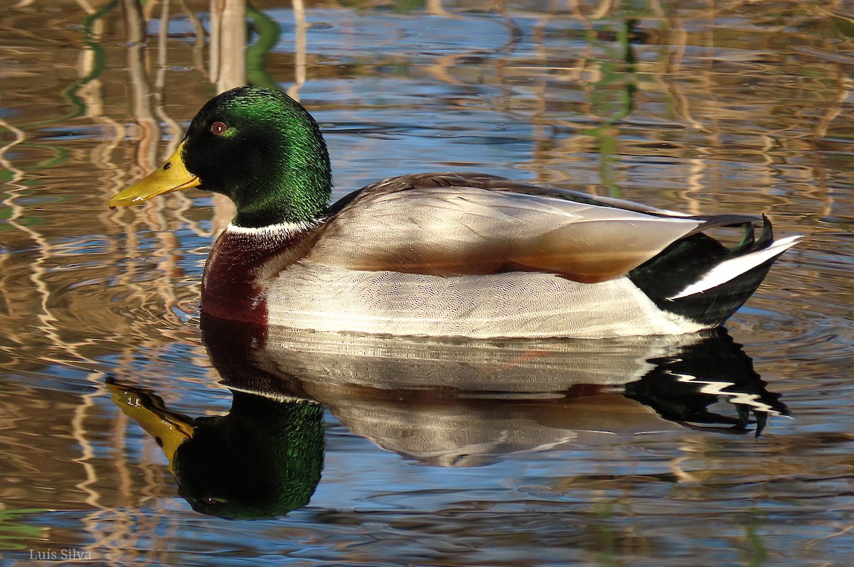 Mallard - ML612353589