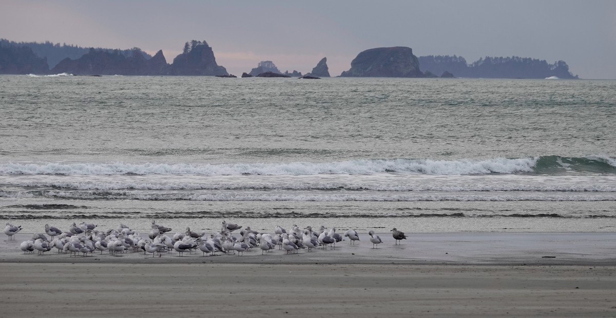 Larus sp. - Lindsey Schromen-Wawrin