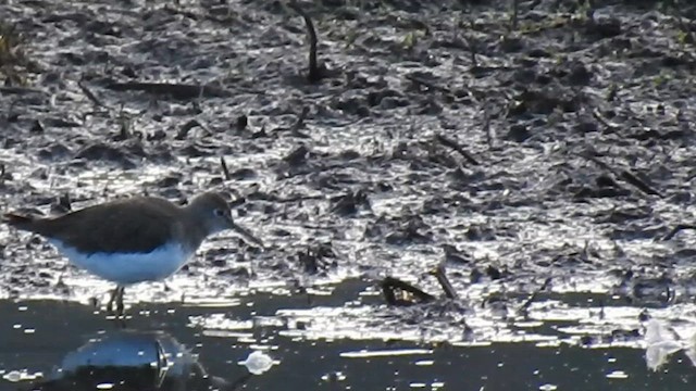 Solitary Sandpiper - ML612353606